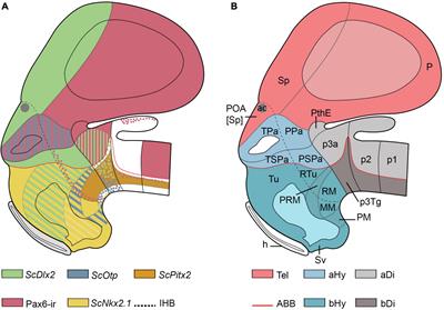 Developmental genoarchitectonics as a key tool to interpret the mature anatomy of the chondrichthyan hypothalamus according to the prosomeric model